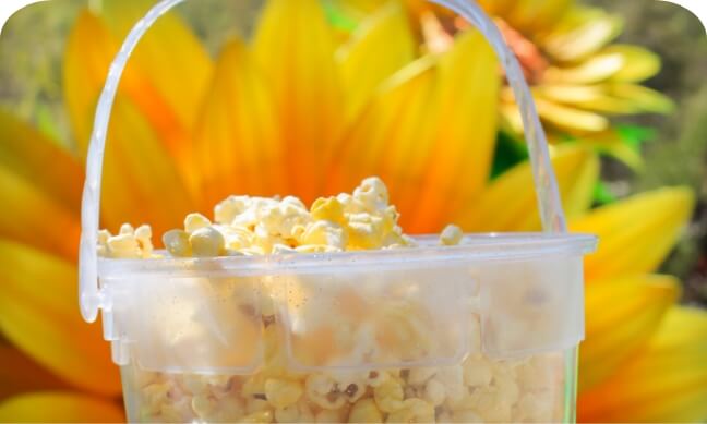Clear bucket filled with popcorn in front of a sunflower