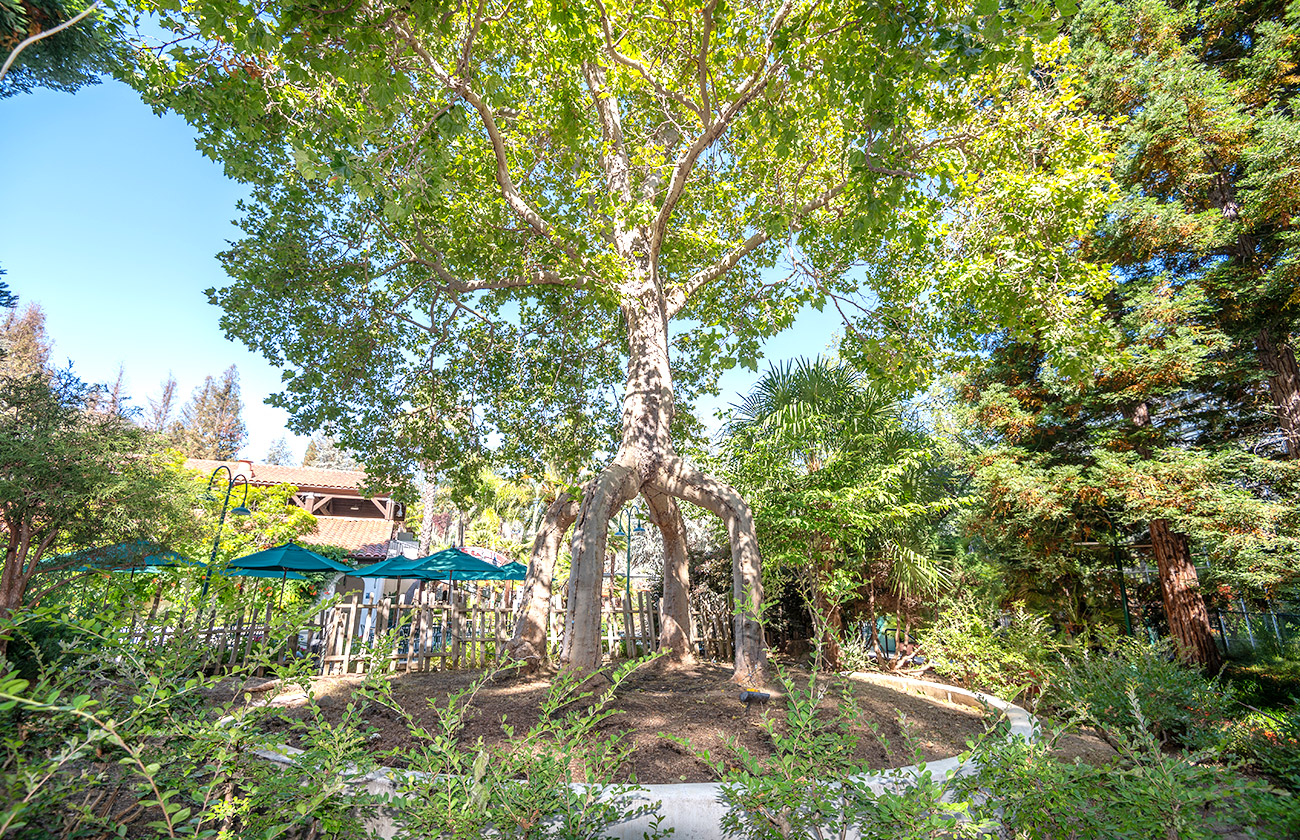 Four-Legged Giant circus tree surrounded by other large green trees