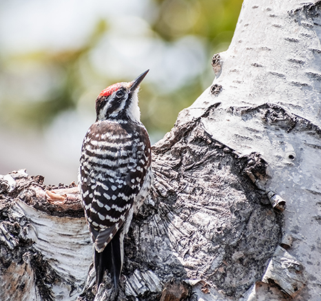 Brown and white woodpecker with red on its head looking up at a branch