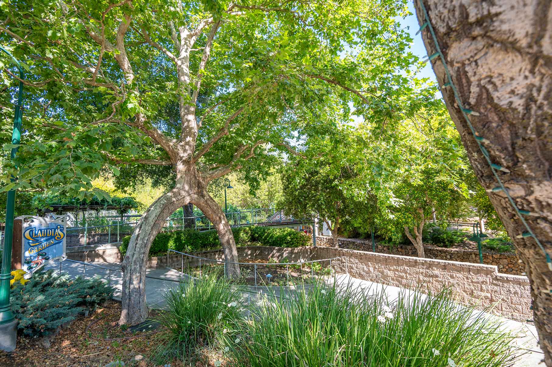 Arch circus tree in front of Claudia's Garden sign