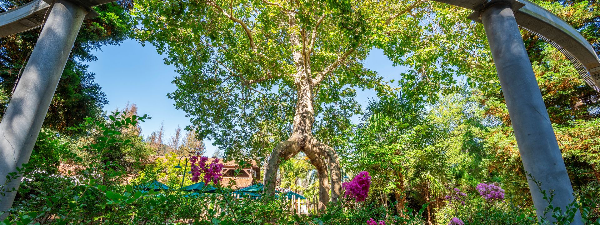 Circus Tree surrounded by green plants and pink flowers