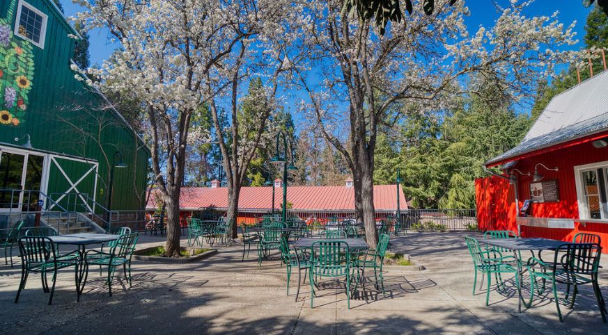 Seating area with grey tables and green chairs surrounded by large trees