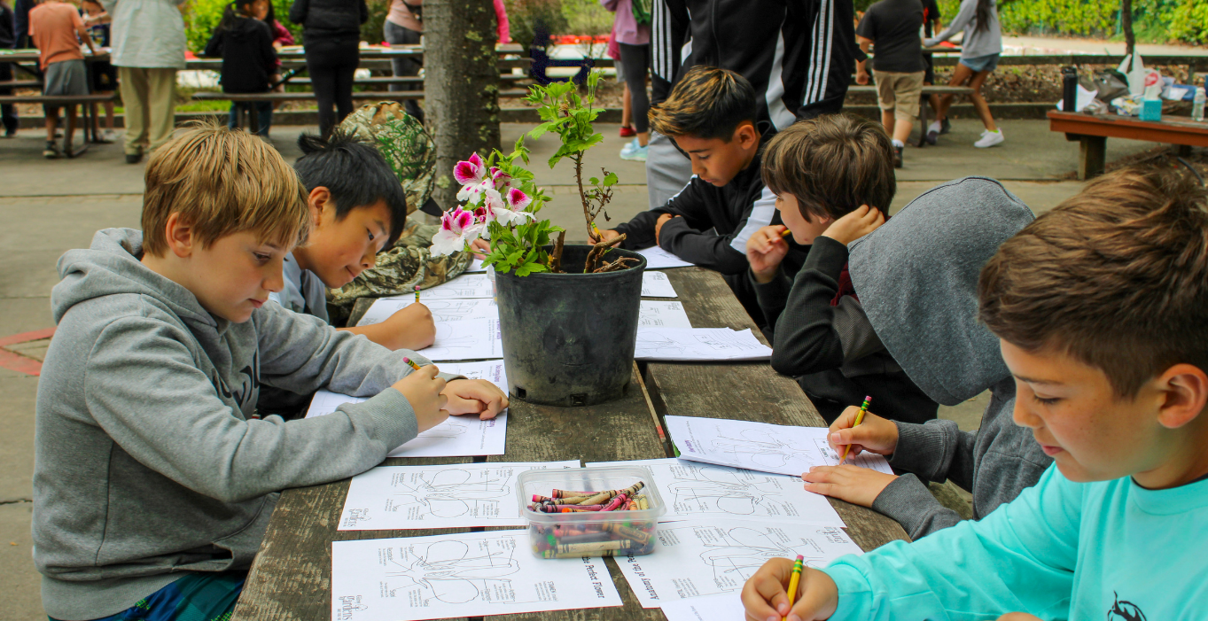 A group of six diverse boys filling out worksheets about flowers on a wooden table with white and pink flowers on the middle of the table.