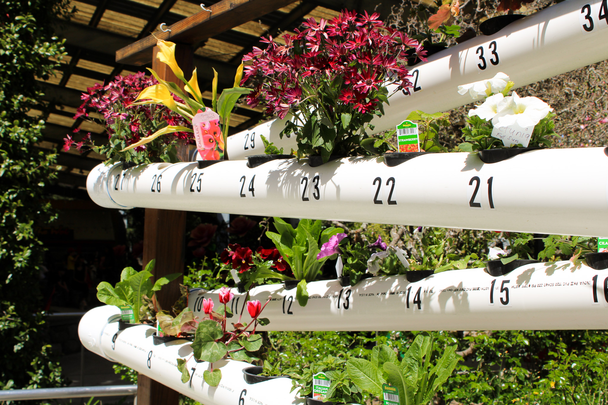 Flowers growing inside of piping to show different ways to garden