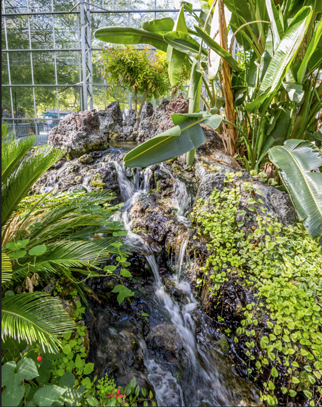 Waterfall surrounded by beautiful green plants inside of Monarch Garden greenhouse